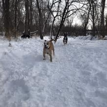 Granville Dog Park